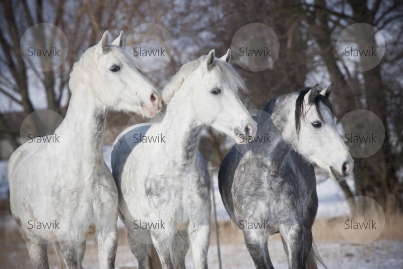 dt_reitpony110215.jpg