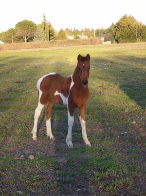 quater_horse_by_Black_birdcrow.jpg
