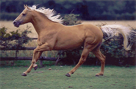 quarter_horse.png