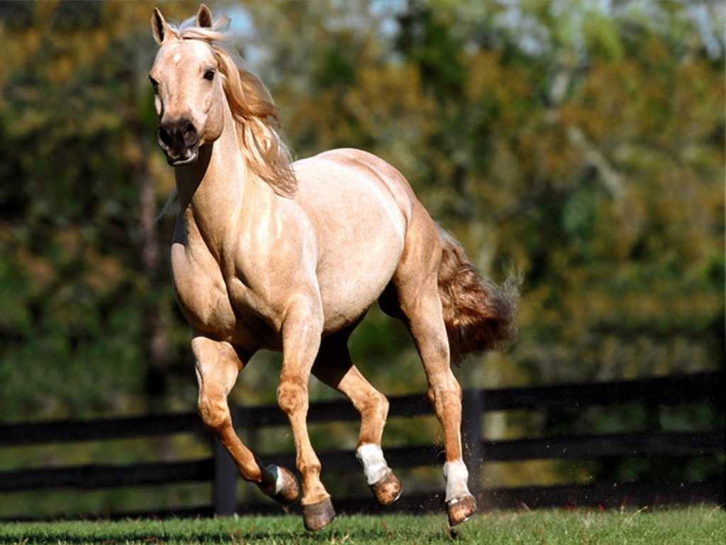 Download Quater Horse.jpg