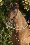 paso-fino1010581.jpg