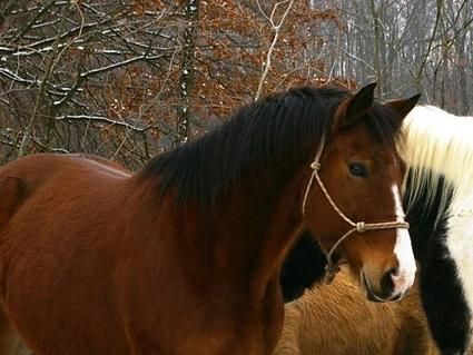 bay_clydesdale_horse.jpg