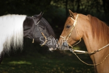 paso-fino1010504.jpg
