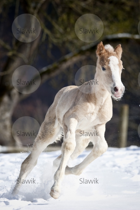 haflinger_31041.jpg