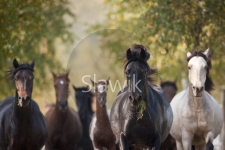 paso-fino1010460.jpg