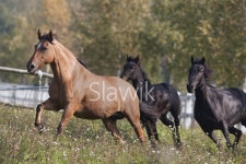 paso-fino1010300.jpg