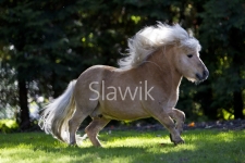 minishetty-brando1064.jpg