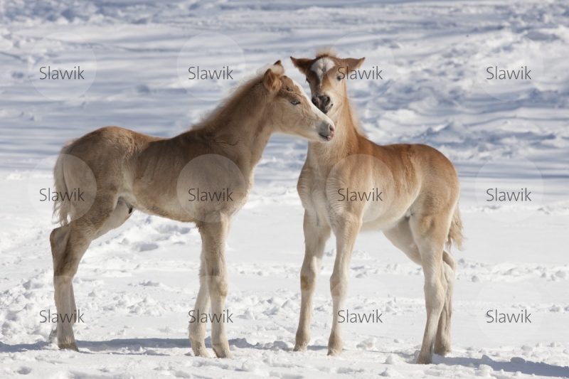 haflinger_310265.jpg