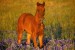 Quater horse - cute, foal, hose, nature.jpg