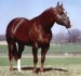 QuarterHorse.jpg