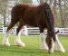 clydesdale.jpg