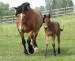 clydesdale-0013.jpg