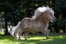 minishetty-brando1064.jpg