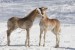 haflinger_310265.jpg